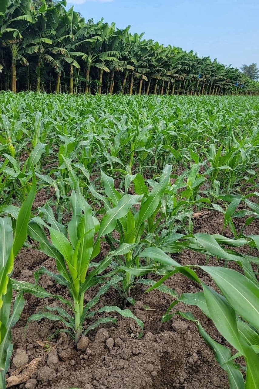 Crop farming field at Shayasi Farms